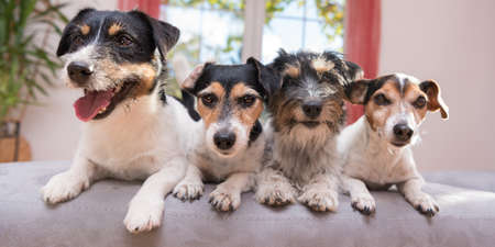 Group Jack Russell Terrier Doggies. Four small dogs sitting at home side by side on the couchの写真素材