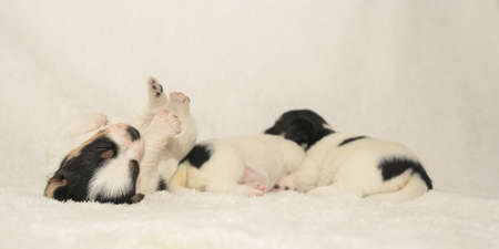Pups 3.5 weeks old. Purebred newborn very tiny Jack Russell Terrier puppy dogs are playing with the siblingsの写真素材
