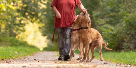 Young and old Magyar Vizsla hound. female dog handler is walking with her two odedient dog on the road in a forestの写真素材