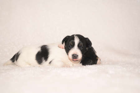 Pups 3.5 weeks old. Group of purebred small Jack Russell Terrier baby dogsの写真素材