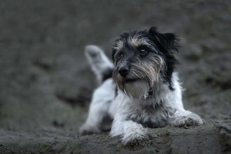 Cute little Jack Russell Terrier dog in a sand pitの写真素材