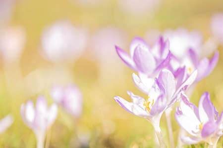crocus flowers in spring photographed in fine artの写真素材