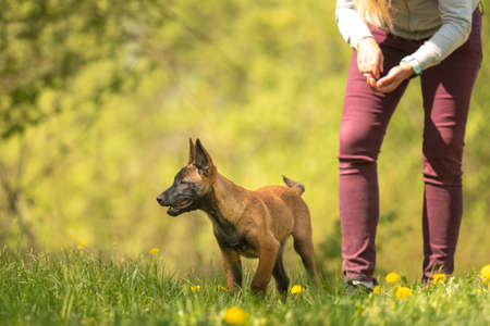 Malinois puppy dog on a green meadow with dandelions in the season spring with its female owner. Pup is 12 weeks old.の写真素材