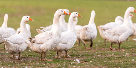 Many white fattening geese on a meadowの写真素材
