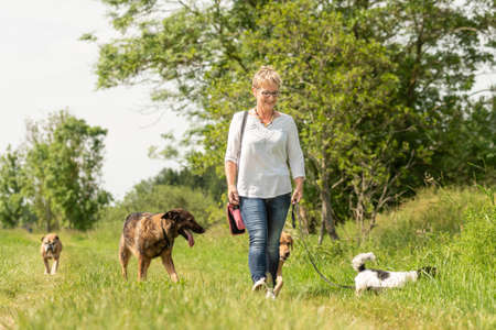 Dog sitter walks with many dogs on a leash. Dog walker with different dog breeds in the beautiful natureの写真素材