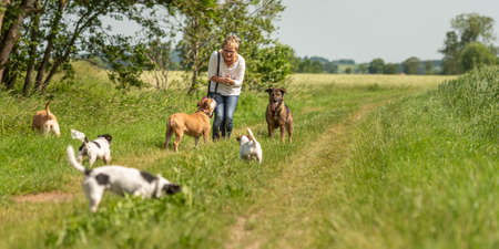 Dog sitter walks with many dogs on a leash. Dog walker with different dog breeds in the beautiful natureの写真素材