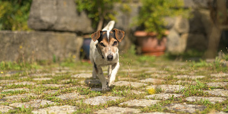 12 years old Jack Russell Terrier dog in a garen with stone wall and paving stone floorの写真素材