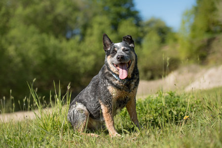 Friendly old australian cattle dog is sitting a meadow.の写真素材