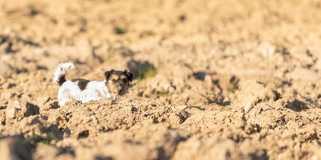 cute dog is looking on an field. Jack Russell Terrier is 4 years oldの写真素材