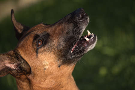 Portrait of a brown Belgian Shepherd Malinois.の写真素材