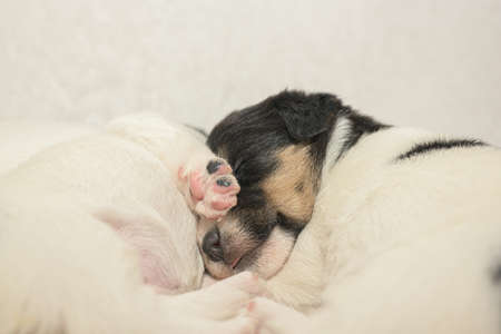 Pups 3.5 weeks old. Purebred newborn very tiny Jack Russell Terrier puppy dogs are playing with the siblingsの写真素材