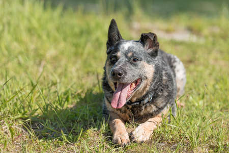 Old australian cattle dog is posing in in nature in summer.の写真素材