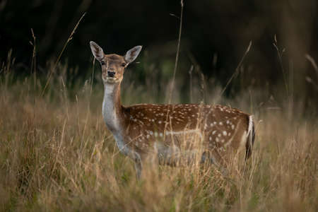 female roe deer animal in the forestの写真素材