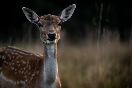 female roe deer animal in the forestの写真素材