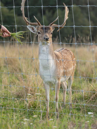 Eurasian dam deer with branched palmate antlers, with white-spotted reddish-brown coatの写真素材