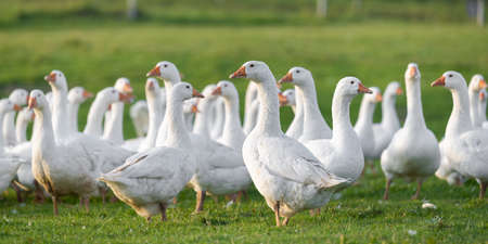 Many white fattening geese on a meadowの素材 [FY310180743083]