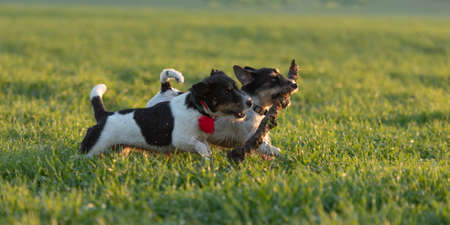 Two cute litte Jack Russell Terrier dogs run together across a green meadow and play and fight with...
