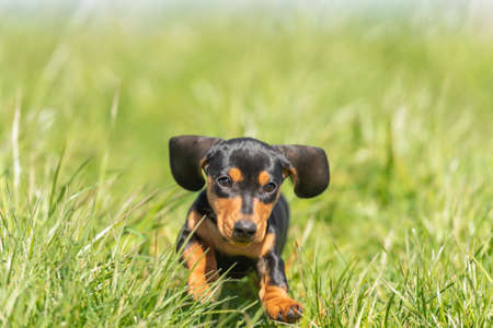 cute small sausage puppy dog outside in nature on grassの写真素材
