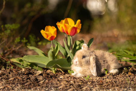 Beauty baby rabbit outside in gardenの写真素材
