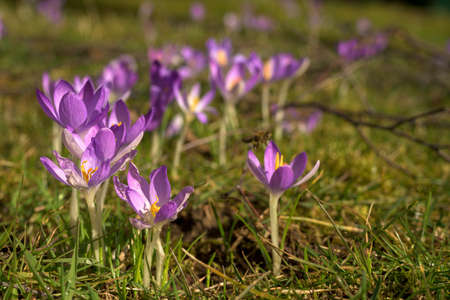 purple crocuses flowers blooms. Spring flowers.の写真素材