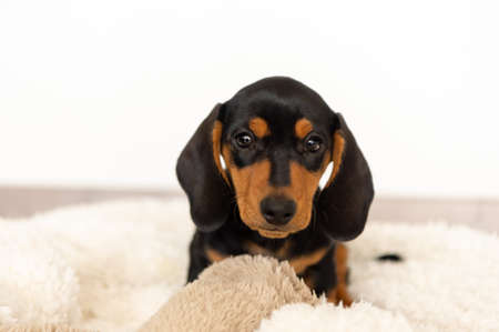 Cute small sausage dog 10 weeks oldの写真素材