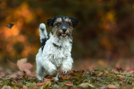 Beautiful active rough haired jack russell terrier dog in autumn in front of colorful background...