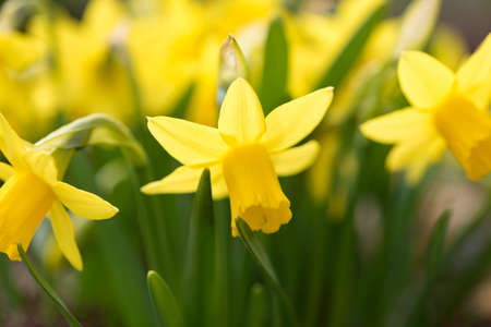 Daffodils flower in spring in the gardenの写真素材