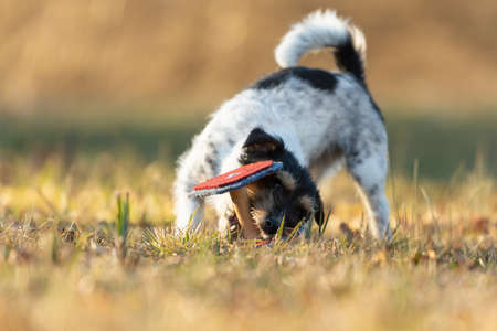 little Jack Russell Terrier sporting doggy happily and fast pick up an apportel on a meadowの写真素材