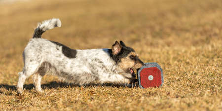 little Jack Russell Terrier sporting doggy happily and fast pick up an apportel on a meadowの写真素材