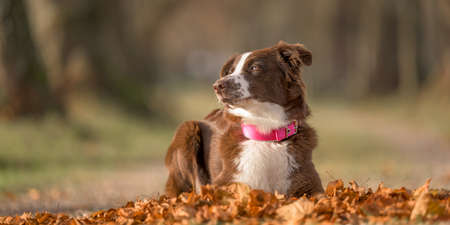 beautiful red bi Australian Shepherd dog against blurred background photographed in autumn season is lyingの写真素材