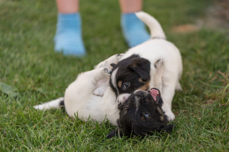Puppy 4 weeks old playing together. Group of purebred very small Jack Russell Terrier baby dogsの写真素材