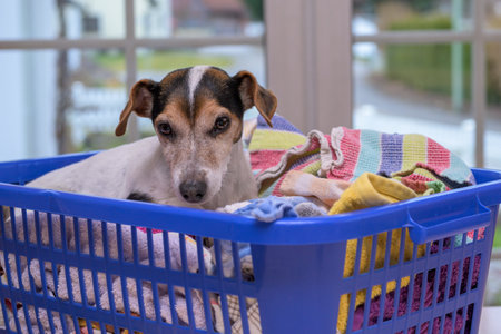 Dog lies in a laundry basket with freshly washed folded and ironed laundry indoors. Jack Russell Terrier doggy 10 years old. Hair type smoothの写真素材