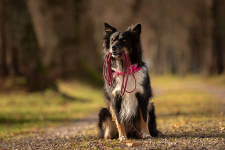Australian Shepherd dog is holding a leash in the mouth and waiting for a walk in the autumn seasonの写真素材