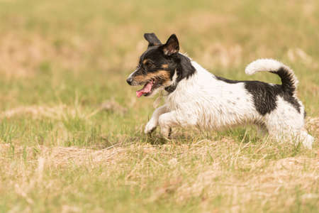 Jack Russell Terrier dog running in early spring on a meadowの写真素材