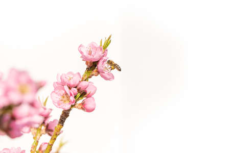 Honey bee collecting pollen in spring season on a peach blossomの写真素材
