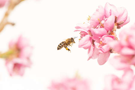 Honey bee collecting pollen in spring season on a peach blossomの写真素材