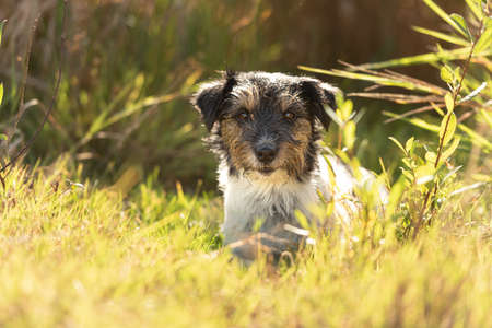 small handsome tricolor rough haired jack russell terrier dog in an autumnal environmentの写真素材