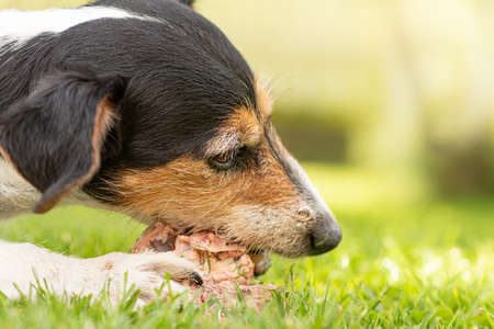 small cute Jack Russell Terrier dog eats a bone with meat and chews outdoorの写真素材