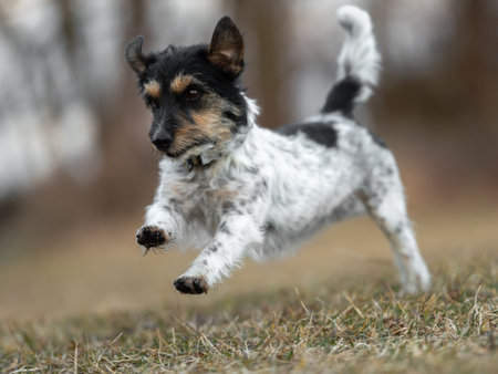 Fast Jack Russell Terrier dog is running sideways over a meadow in early springの写真素材