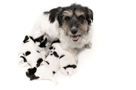 Pups 11 days old. Purebred very tiny Jack Russell Terrier baby dogs with her mother. Newborn puppies are drinking at the bitchの写真素材
