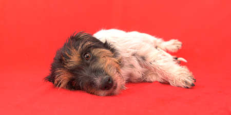 Cute Jack Russell Terrier dog mom in front of red background.の写真素材