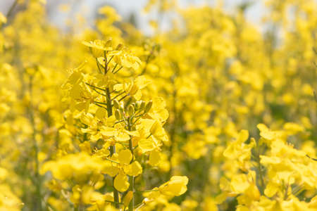 Rape blooming in the spring season. Yellow field