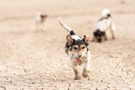 Cute small dogs are running over sandy ground and have fun. Two Jack Russell Terriersの写真素材