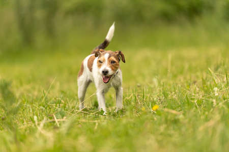 Lovely Parson Russell Terrier dog stands in a green meadow in front of green background and is lookingの写真素材