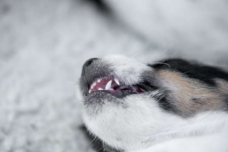 sleeping young cute Jack Russell Terrier puppy dog 5.5 weeks oldの写真素材