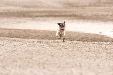 cute dog running on dry sandy ground and have fun. Jack Russell Terriers 4 years youngの写真素材