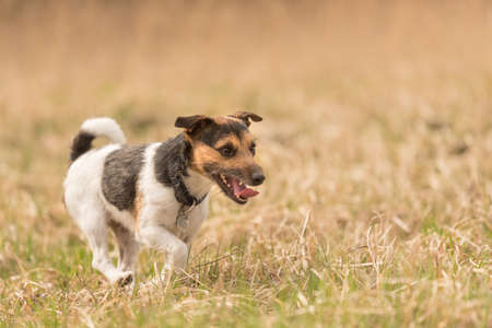 Jack Russell Terrier dog running in early spring on a meadowの写真素材