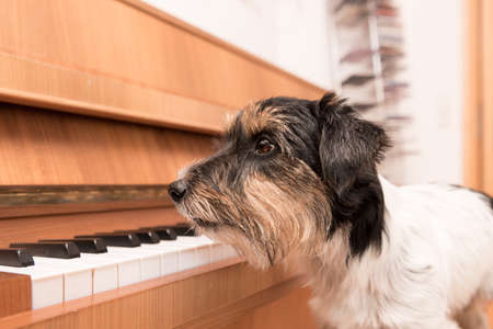 Beautiful small Jack Russell Terrier dog is sitting at the pianoの写真素材