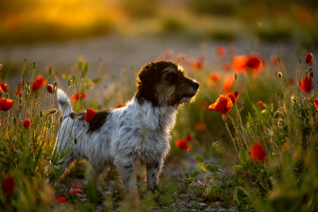 dog at dawn. Cute little Jack Russell Terrier in front of beautiful colored sunset or sunrise on a poppy fieldの写真素材