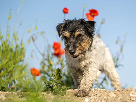Funny small Jack Russell Terrier dog in a beautiful blooming poppy meadowの写真素材